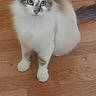 cat, blue_eyes, fluffy, white_fur, gray_fur, wooden_floor, indoor, pet, animal, sitting, looking, curious, feline, domestic_animal, flooring, chair_leg, fur_pattern, whiskers, paws, tail