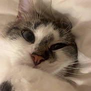 Violette a rejoint le concours — aidez-le/la à gagner de superbes lots ! cat, close_up, pet, feline, whiskers, paw, bed, bedding, soft, fur, sleepy, cute, indoor, domestic_animal, mammal, resting, cozy, white, gray, pink_nose
