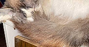 Violette participe au concours pour gagner de l'argent avec cette photo : cat, sleeping, fluffy, fur, furniture, indoor, cozy, resting, animal, pet, tail, wood, door, lamp, quiet, domestic, relaxing, warm_light, curled_up, peaceful