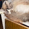 cat, sleeping, fluffy, fur, furniture, indoor, cozy, resting, animal, pet, tail, wood, door, lamp, quiet, domestic, relaxing, warm_light, curled_up, peaceful