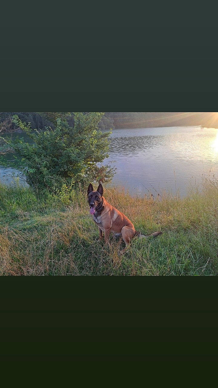 Phalco participe au concours pour gagner de l'argent avec cette photo : carnivore, companion_dog, dog, dog_breed, fawn, grass, grassland, happy, horizon, lake, landscape, natural_landscape, people_in_nature, plant, sporting_group, tail, tints_and_shades, tree, water, wildlife