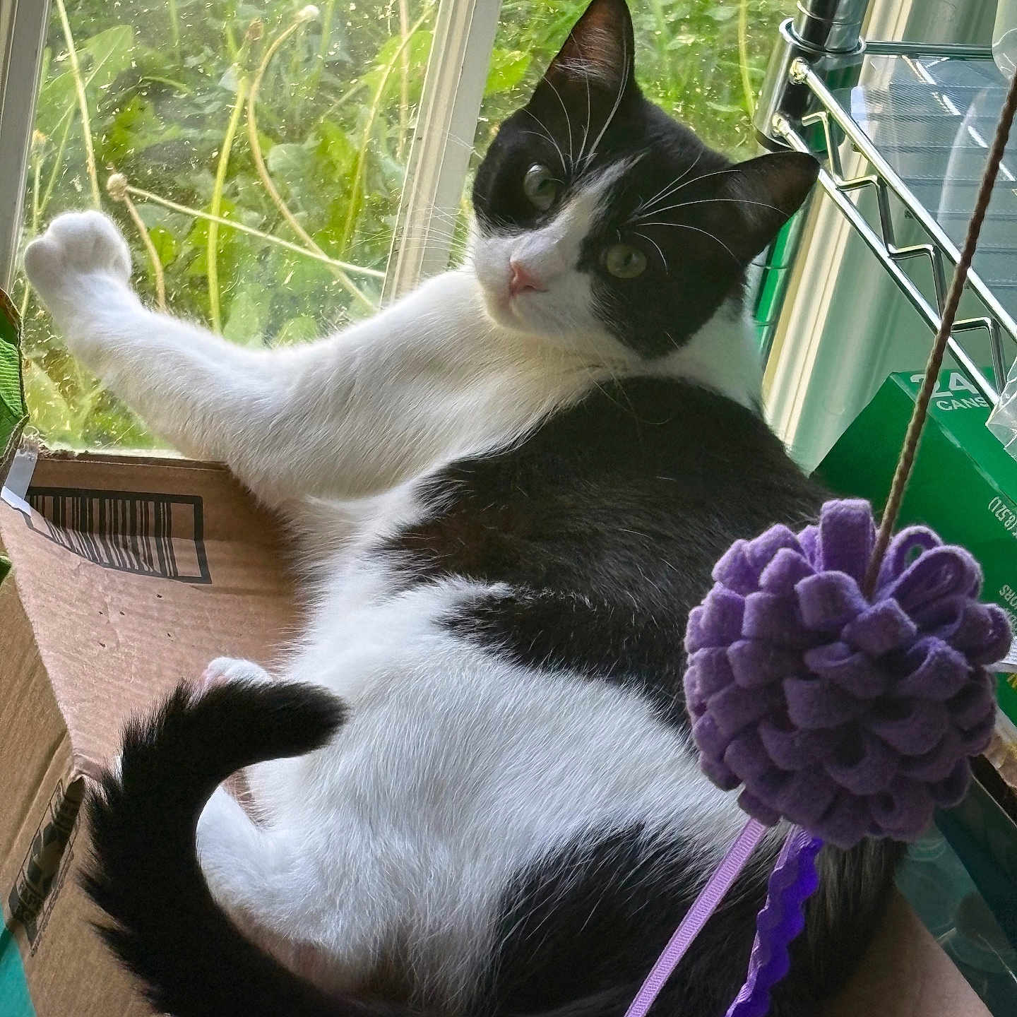 Yumi joined the competition — help win amazing prizes! black_and_white, cardboard_box, cat, curious, daylight, domestic, fur, glass, greenery, home, indoor, paw, pet, purple, relaxed, shelf, tail, toy, whiskers, window