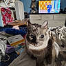 Kirby joined the competition — help win amazing prizes! cat, pet, indoor, blanket, yarn, fan, television, furniture, cozy, sunlight, curious, animal, domestic, feline, living_room, soft, cute, closeup, relaxed, home