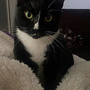 Boo joined the competition — help win amazing prizes! cat, tuxedo_cat, black_and_white, pet, animal, feline, whiskers, ears, eyes, blanket, cozy, indoor, fur, cute, sitting, home, relaxed, soft, companion, curious