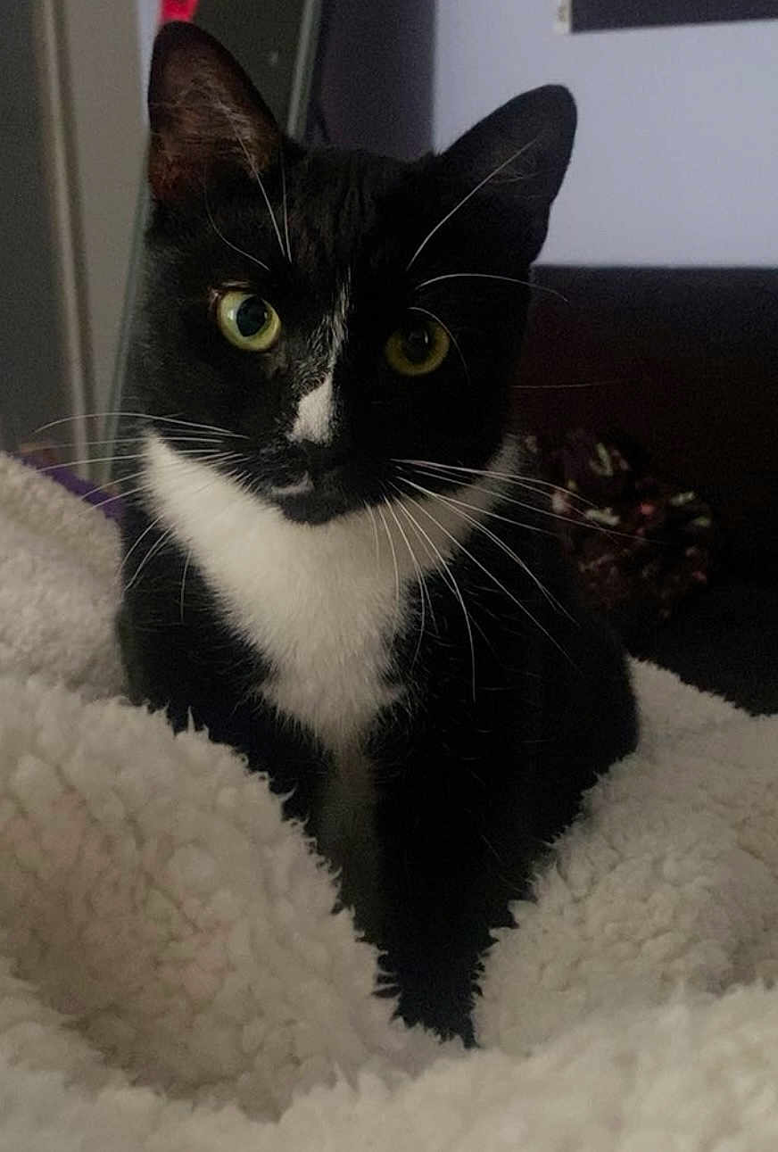 Boo joined the competition — help win amazing prizes! cat, tuxedo_cat, black_and_white, pet, animal, feline, whiskers, ears, eyes, blanket, cozy, indoor, fur, cute, sitting, home, relaxed, soft, companion, curious