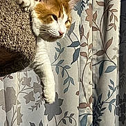Carmen is registered to the contest to win money with this photo: cat, orange_cat, white_cat, lounging, paw, sunlight, curtains, floral_pattern, indoor, relaxed, pet, feline, texture, brown_surface, window_light, resting, domestic_animal, close_up, cozy, calm