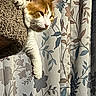 cat, orange_cat, white_cat, lounging, paw, sunlight, curtains, floral_pattern, indoor, relaxed, pet, feline, texture, brown_surface, window_light, resting, domestic_animal, close_up, cozy, calm