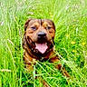 dog, grass, meadow, nature, outdoor, smiling, tongue_out, happy, animal, pet, greenery, wildflowers, summer, field, canine, playful, sunlight, relaxed, fur, tongue