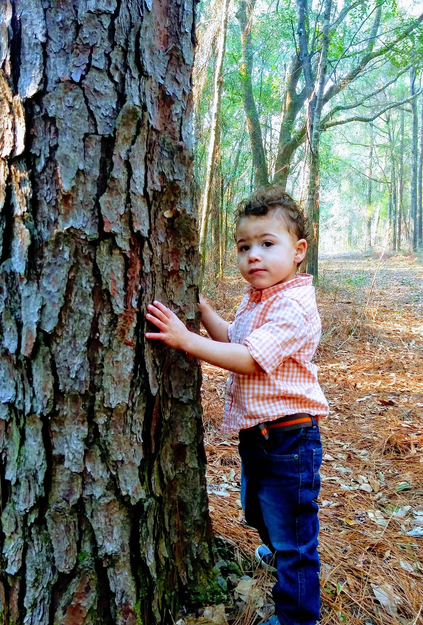 Laikyn joined the competition — help win amazing prizes! child, forest, hide_and_seek, old_growth_forest, people_in_nature, person, photography, plant, shellbark_hickory, shortstraw_pine, standing, toddler, tree, trunk, woodland, woody_plant