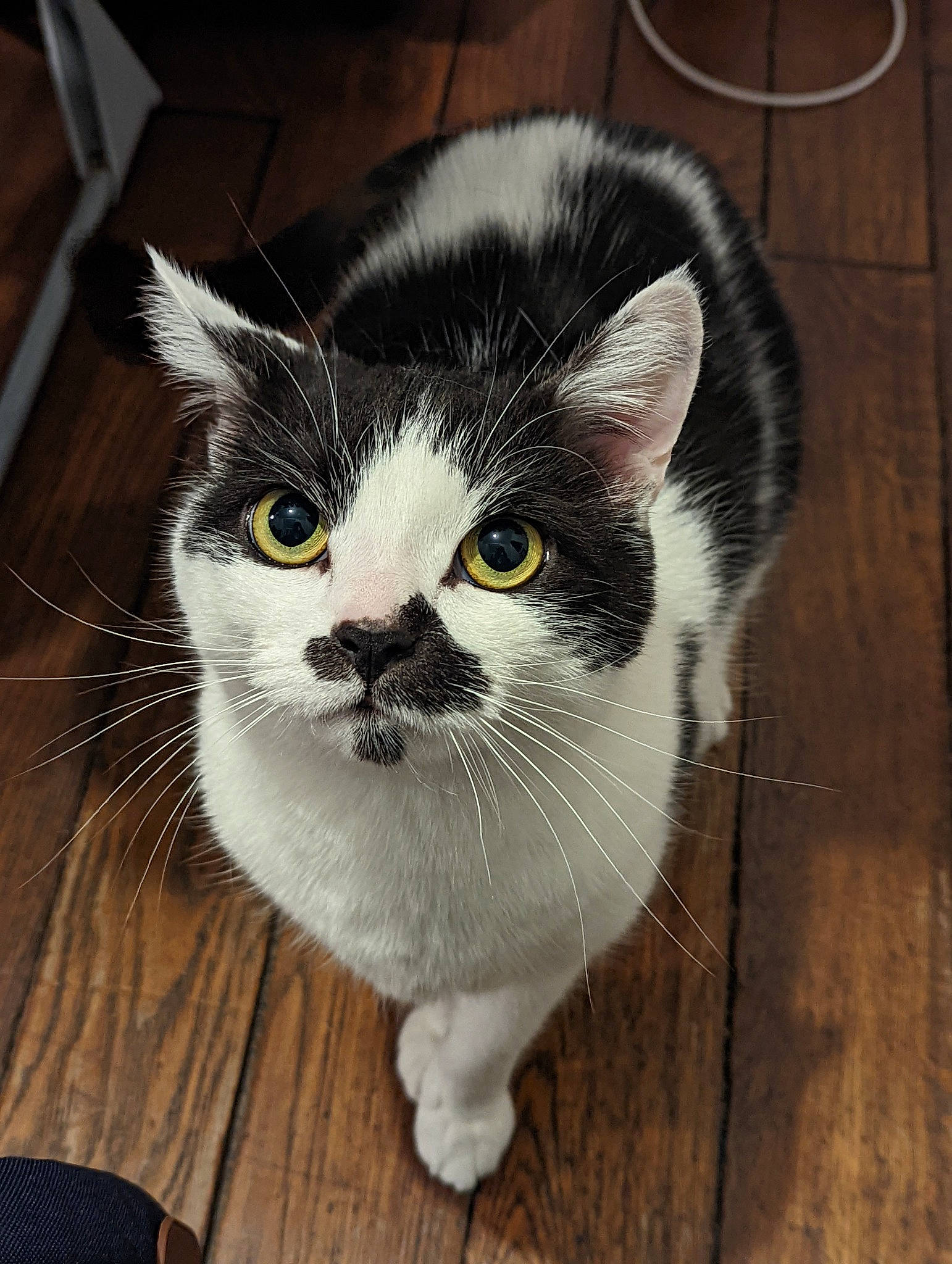 Oscar a rejoint le concours — aidez-le/la à gagner de superbes lots ! carnivore, cat, domestic_short_haired_cat, felidae, flooring, fur, grey, hardwood, small_to_medium_sized_cats, snout, tail, whiskers, wood, wood_flooring