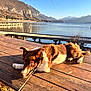 dog, leash, wooden_dock, lake, mountains, sunlight, outdoor, water, nature, animal, brown, white, fur, relaxed, scenic, sky, reflection, summer, peaceful, curious