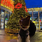 Max a rejoint le concours — aidez-le/la à gagner de superbes lots ! dog, christmas_tree, lights, night, festive, holiday, vest, leash, urban, outdoor, decorations, building, person, bench, pavement, winter, canine, evening, celebration, seasonal