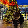 dog, christmas_tree, lights, night, festive, holiday, vest, leash, urban, outdoor, decorations, building, person, bench, pavement, winter, canine, evening, celebration, seasonal