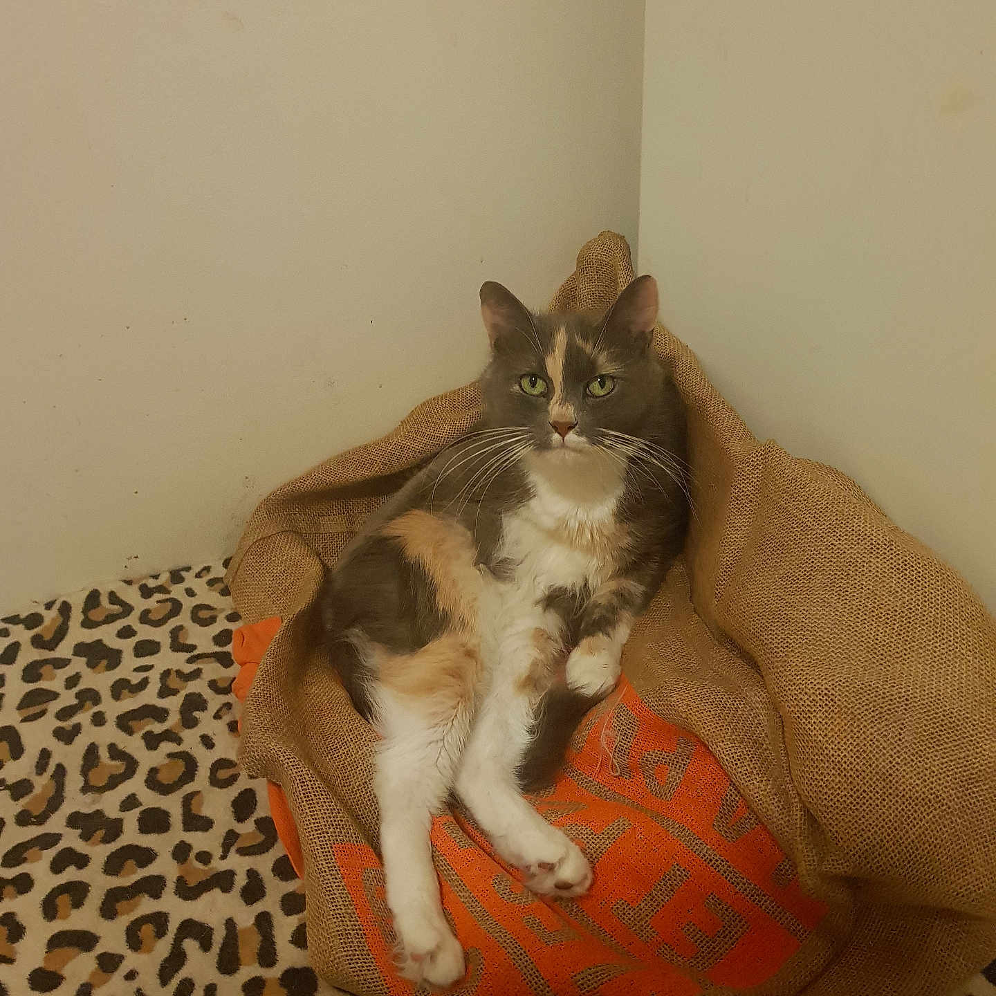 Pipounette a rejoint le concours — aidez-le/la à gagner de superbes lots ! abyssinian, animal, architecture, armchair, bag, blanket, building, cat, chair, couch, cushion, furniture, homedecor, indoors, kitten, linen, livingroom, manx, pet, room