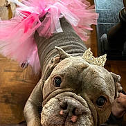 Lucy is registered to the contest to win money with this photo: bulldog, dog, tutu, pink, tiara, pet, animal, indoor, closeup, cute, costume, wood_floor, playful, domestic, mammal, face, portrait, looking, adorable, funny