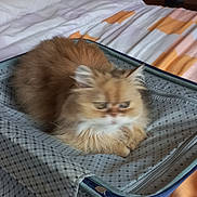 Luna a rejoint le concours — aidez-le/la à gagner de superbes lots ! cat, fluffy, suitcase, bed, bedspread, indoor, furniture, orange, white, pattern, striped, fabric, pet, animal, resting, cozy, blurred, soft, domestic, cute