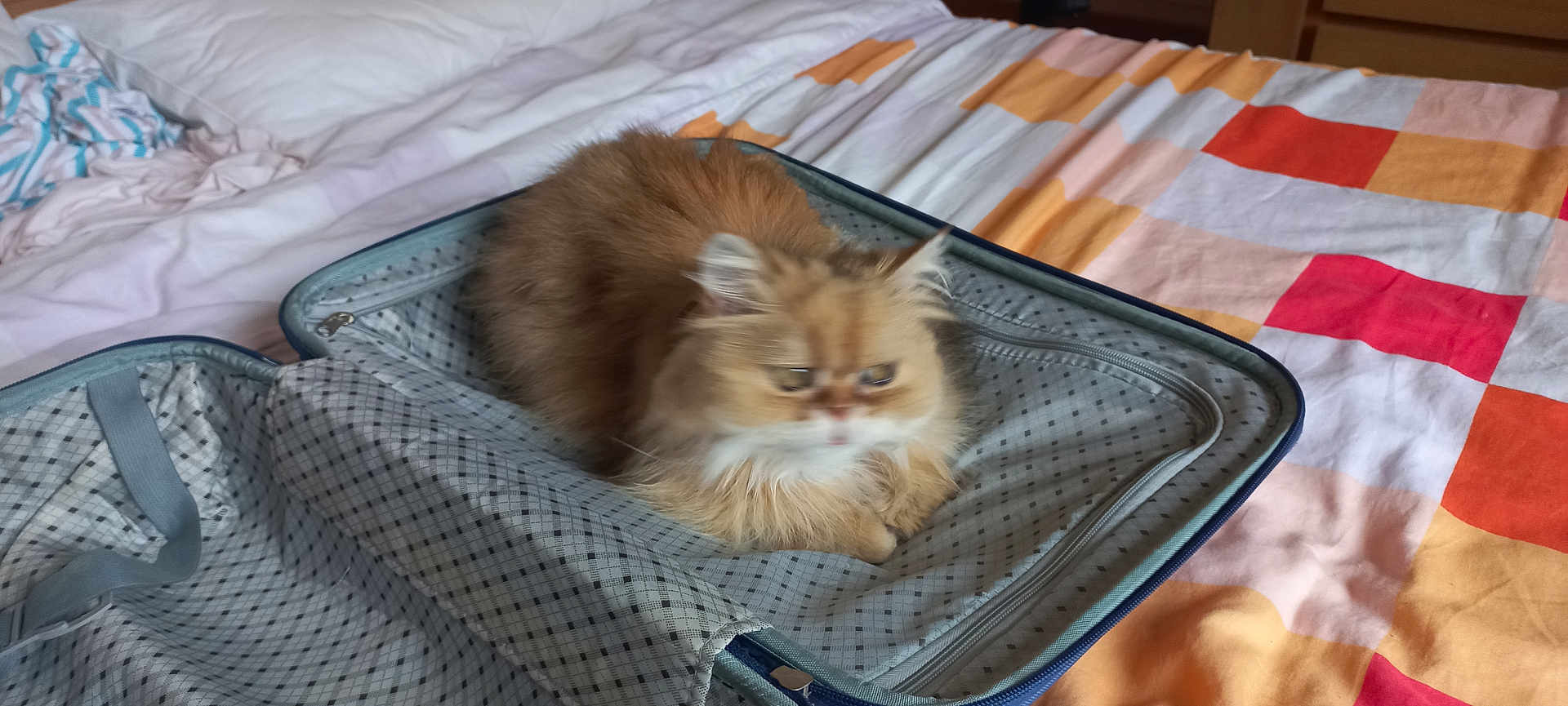 Luna a rejoint le concours — aidez-le/la à gagner de superbes lots ! cat, fluffy, suitcase, bed, bedspread, indoor, furniture, orange, white, pattern, striped, fabric, pet, animal, resting, cozy, blurred, soft, domestic, cute