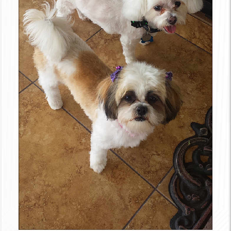 Serenity is registered to the contest to win money with this photo: animal, bow, brown_dog, collar, companions, curious, cute, dog, ears, floor, fur, indoor, metal_railing, panting, pet, small_dog, tail, tile_floor, two_dogs, white_dog