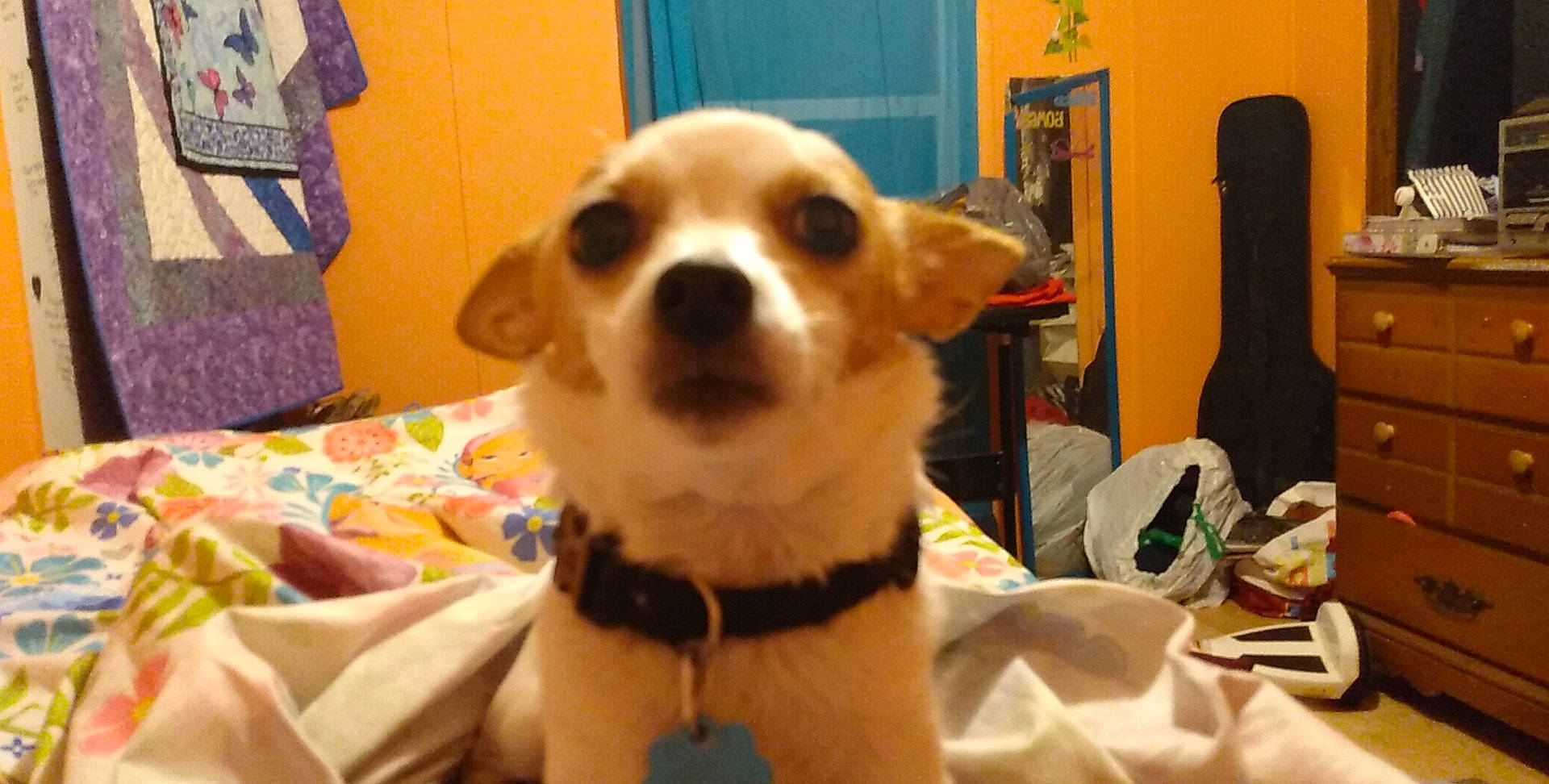 Pixie Lynn Gross joined the competition — help win amazing prizes! canidae, carnivore, chair, collar, companion_dog, corgi_chihuahua, dog, dog_breed, dog_supply, door, eyewear, fawn, fur, picture_frame, snout, sporting_group, terrestrial_animal, toy_dog, whiskers, working_animal