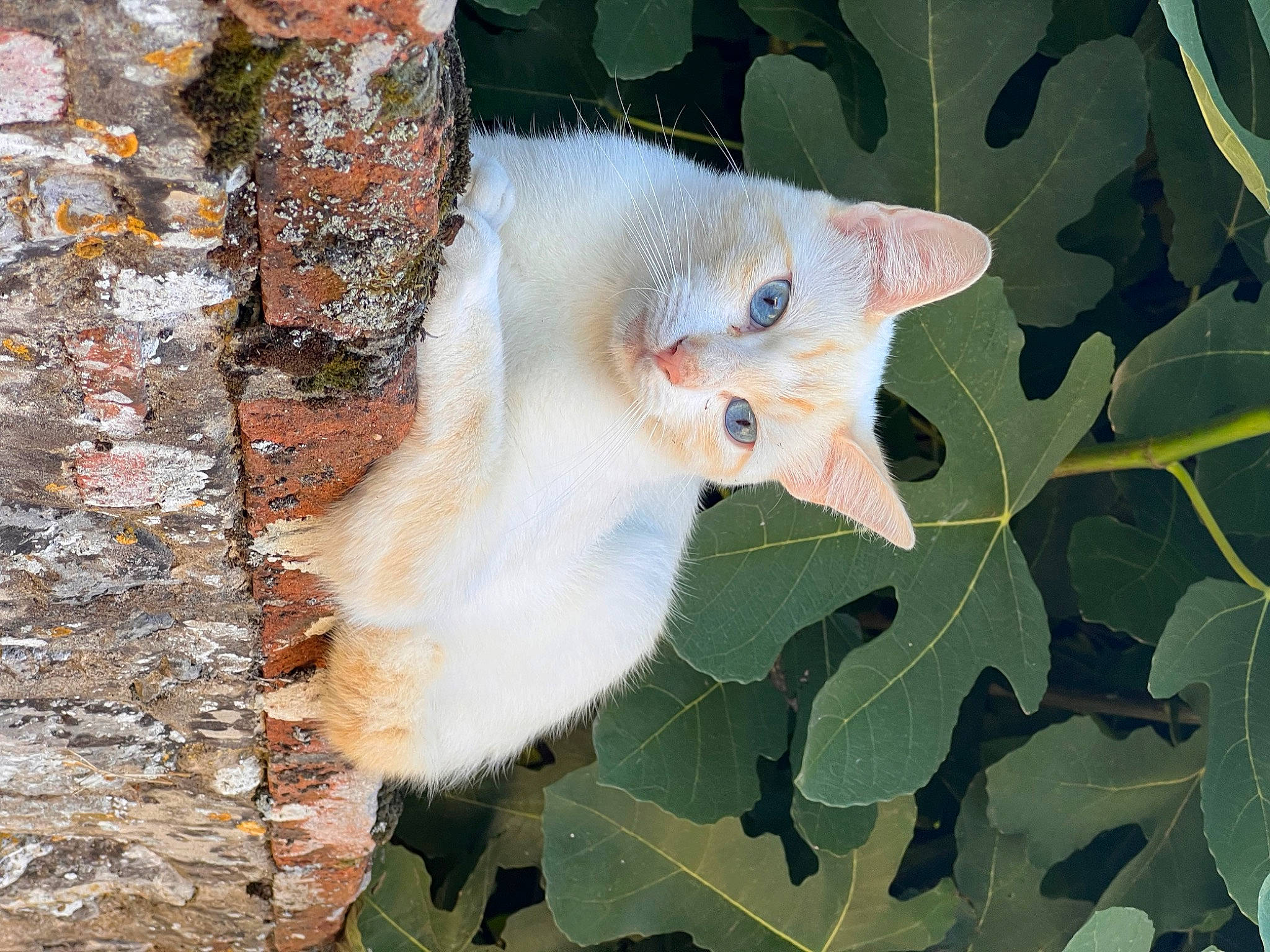 Gaston participe au concours pour gagner de l'argent avec cette photo : carnivore, cat, domestic_short_haired_cat, fawn, felidae, flowering_plant, fur, leaf, plant, plant_stem, small_to_medium_sized_cats, snout, tail, tree, trunk, twig, whiskers, wood