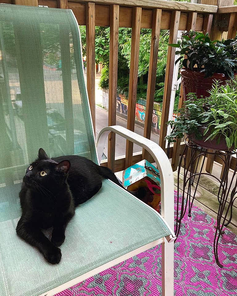 Ferguson is registered to the contest to win money with this photo: backyard, black_cat, carnivore, cat, chair, domestic_short_haired_cat, felidae, home, house, plant, small_to_medium_sized_cats, table, whiskers, window