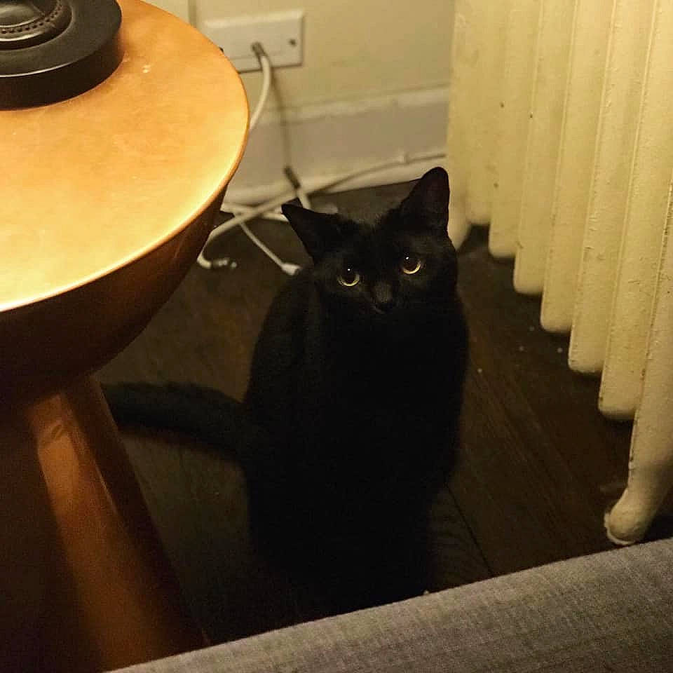 Ferguson is registered to the contest to win money with this photo: asian, black, black_cat, bombay, british_shorthair, carnivore, cat, domestic_short_haired_cat, european_shorthair, felidae, floor, flooring, lighting_accessory, room, small_to_medium_sized_cats, snapshot, table, tail, whiskers, wood