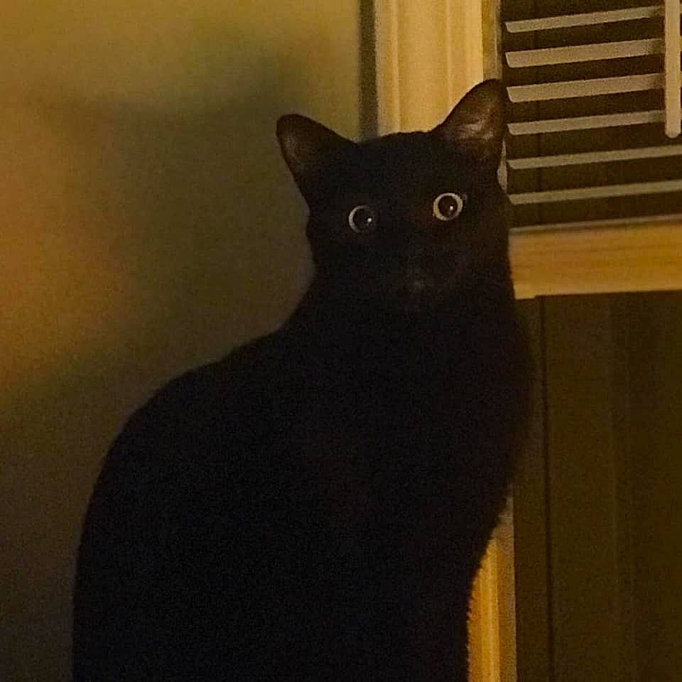 Ferguson is registered to the contest to win money with this photo: asian, black, black_cat, bombay, british_shorthair, carnivore, cat, domestic_short_haired_cat, felidae, small_to_medium_sized_cats, tail, whiskers