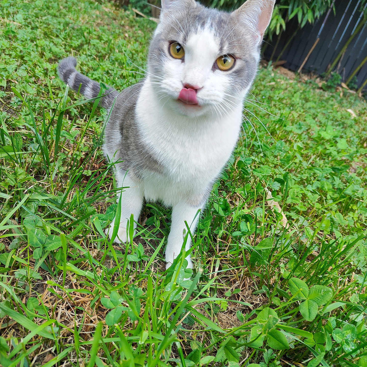 Willo a rejoint le concours — aidez-le/la à gagner de superbes lots ! animal, cat, close_up, curious, feline, fur, garden, grass, gray_and_white, greenery, licking, nature, outdoor, pet, playful, tail, whiskers, yard, yellow_eyes, young_cat