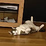 animal, cat, cozy, curious, cute, domestic_cat, electronics, feline, floor, home, household, indoor, lounging, lying_down, pet, relaxed, resting, shelf, white_and_gray, wooden_floor