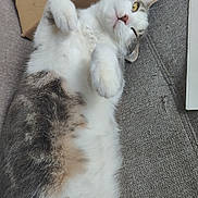 Willo participe au concours pour gagner de l'argent avec cette photo : animal, cardboard, cat, close_up, couch, domestic_animal, fabric, feline, gray_fur, indoor, lying_down, paper, paw, pet, playful, relaxed, resting, tabby, whiskers, white_fur