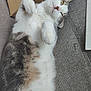 animal, cardboard, cat, close_up, couch, domestic_animal, fabric, feline, gray_fur, indoor, lying_down, paper, paw, pet, playful, relaxed, resting, tabby, whiskers, white_fur