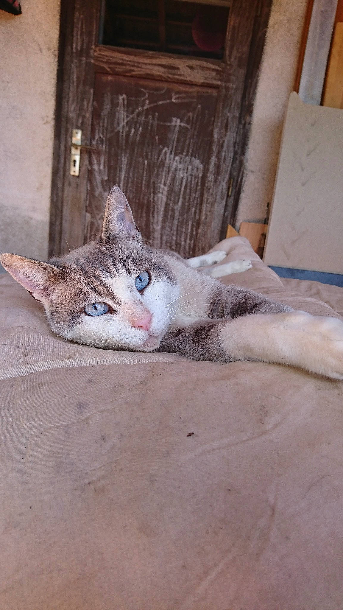 Manouche participe au concours pour gagner de l'argent avec cette photo : aegean_cat, arabian_mau, asian, burmilla, carnivore, cat, domestic_short_haired_cat, european_shorthair, fawn, felidae, floor, kitten, ojos_azules, singapura, small_to_medium_sized_cats, whiskers, wood