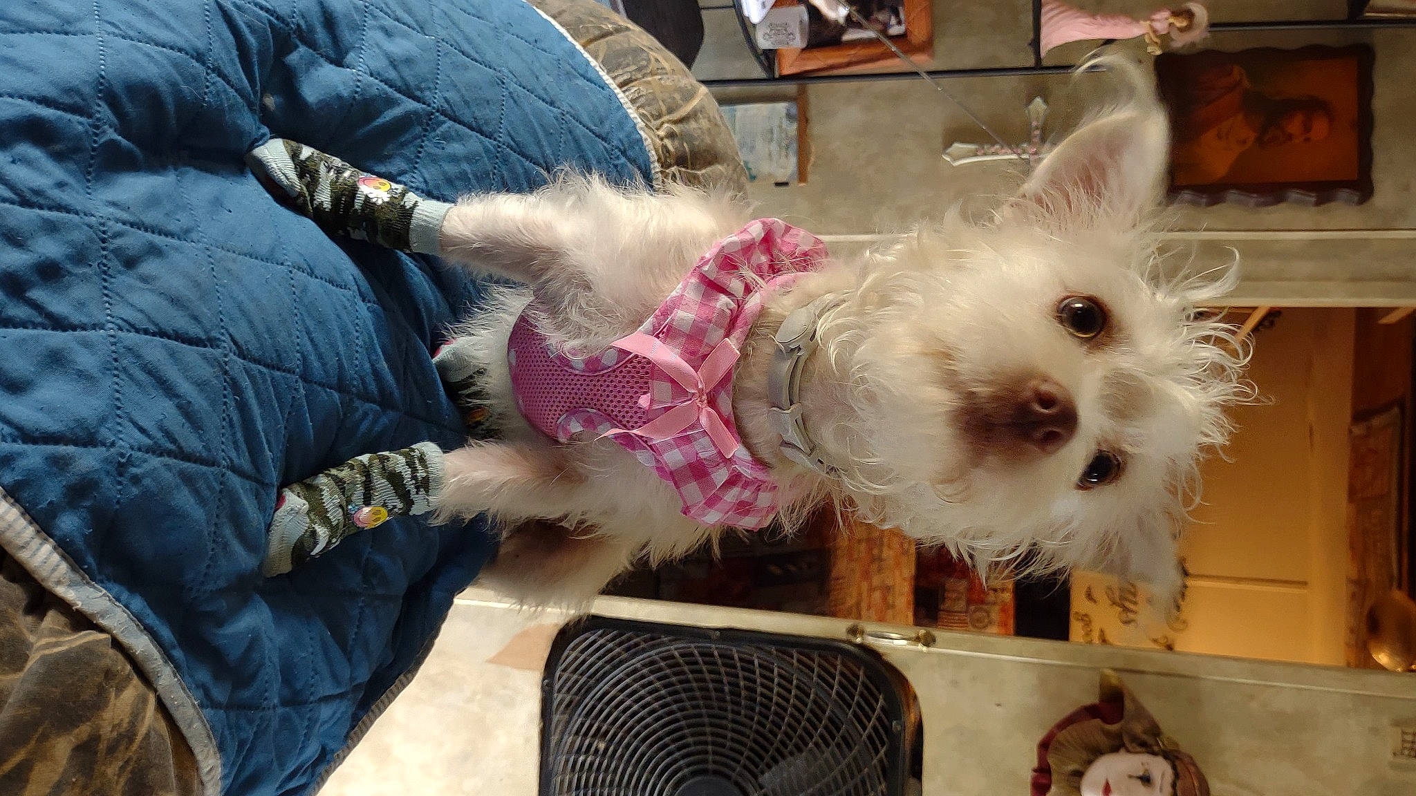 Tinkerbell is registered to the contest to win money with this photo: canidae, carnivore, collar, comfort, companion_dog, dog, dog_breed, dog_clothes, dog_collar, dog_supply, fur, maltepoo, schnauzer, small_terrier, sporting_group, tail, terrier, toy, toy_dog, working_animal