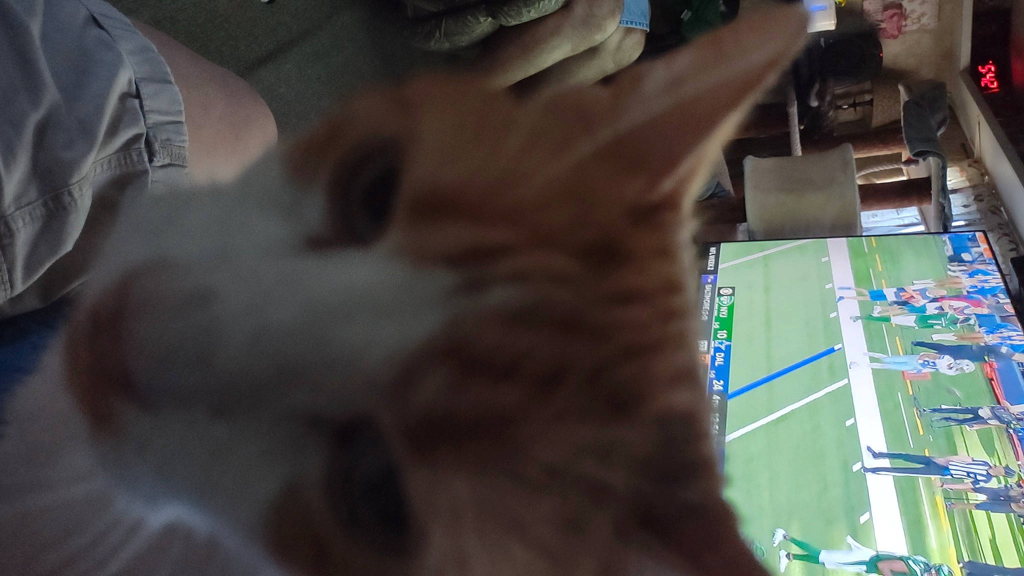 Ziggy is registered to the contest to win money with this photo: carnivore, cat, display_device, domestic_short_haired_cat, fawn, felidae, fur, gesture, indoor_games_and_sports, nail, paw, small_to_medium_sized_cats, thumb, whiskers