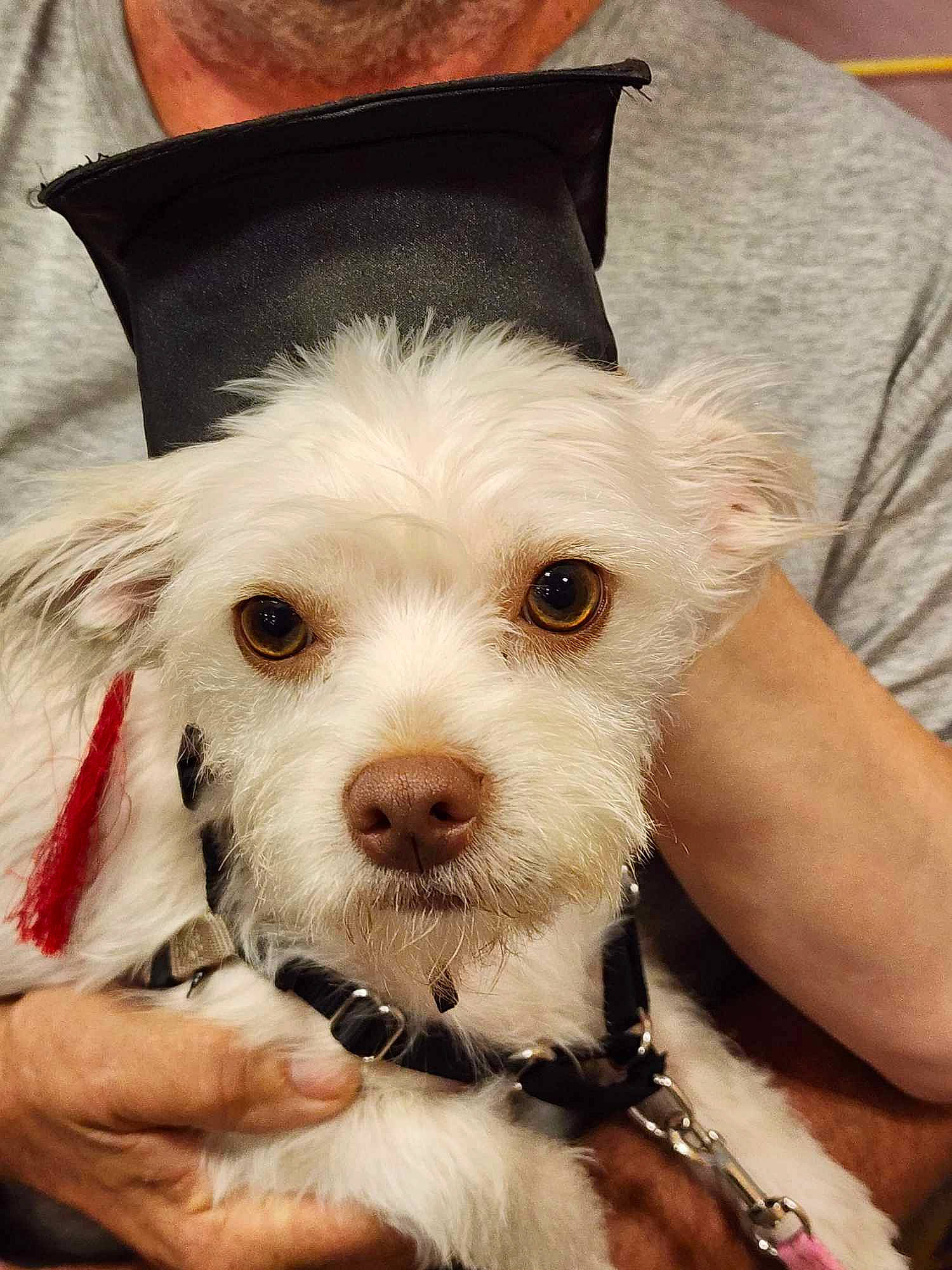 Tinkerbell joined the competition — help win amazing prizes! bow_tie, canidae, carnivore, collar, companion_dog, dog, dog_breed, dog_collar, eyewear, fashion_accessory, fawn, happy, leash, seat_belt, selfie, snout, sporting_group, toy_dog, whiskers, working_animal