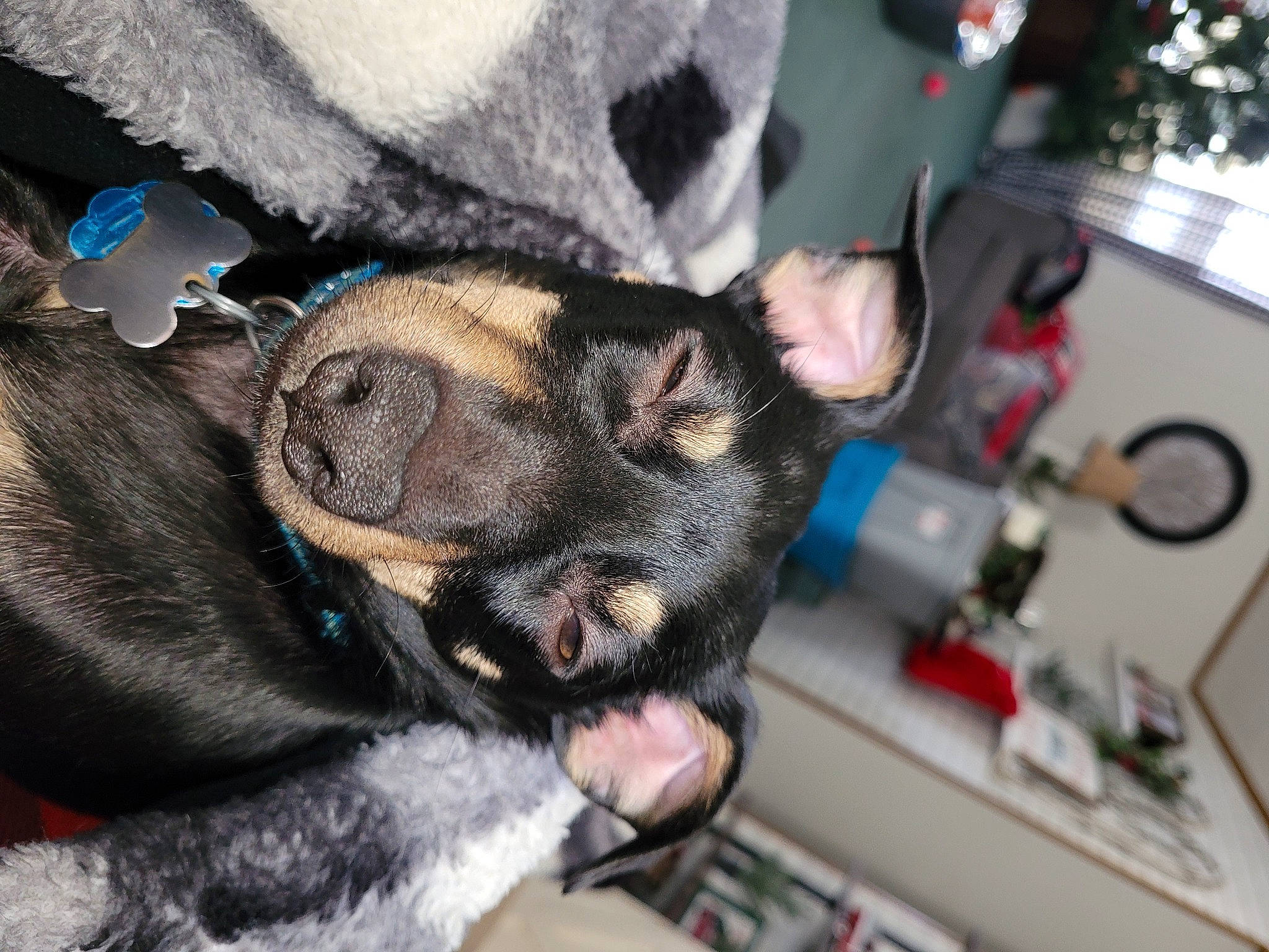 Jack joined the competition — help win amazing prizes! canidae, carnivore, claw, collar, comfort, companion_dog, dog, dog_breed, ear, fawn, fur, jaw, non_sporting_group, paw, snout, sporting_group, whiskers