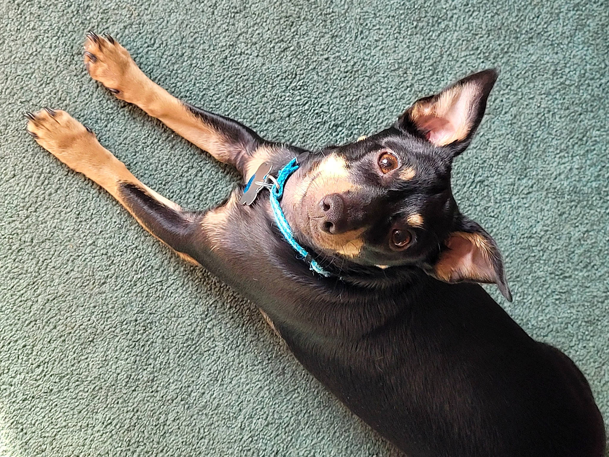 Jack joined the competition — help win amazing prizes! canidae, carnivore, companion_dog, cone, dog, dog_breed, dog_supply, electric_blue, fashion_accessory, fawn, foot, liver, paw, sporting_group, terrestrial_animal, whiskers, working_animal