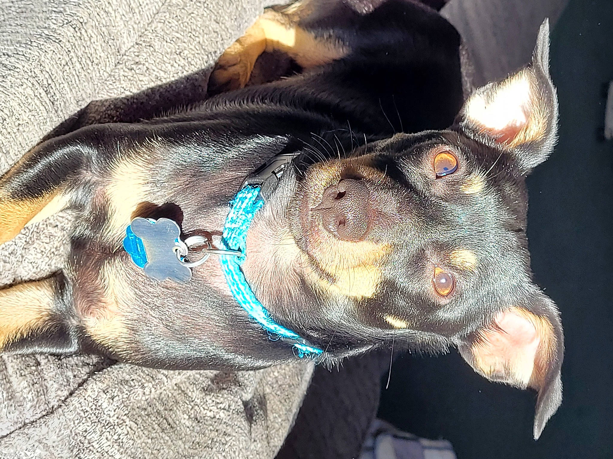 Jack is registered to the contest to win money with this photo: art, carnivore, collar, companion_dog, dog, dog_breed, dog_collar, dog_supply, electric_blue, eyewear, fur, glasses, guard_dog, jaw, leash, snout, terrestrial_animal, whiskers, working_animal, wrinkle