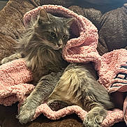 Bowie joined the competition — help win amazing prizes! cat, gray_cat, fluffy_fur, pet, cozy, blanket, pink_blanket, chair, plush_chair, indoor, relaxed, resting, paw, fur, whiskers, cute, animal, domestic_cat, feline, soft_texture