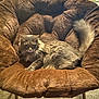 Bowie is registered to the contest to win money with this photo: cat, feline, gray_cat, fluffy, chair, plush_chair, indoor, carpet, furniture, pet, relaxed, cozy, living_room, domestic_animal, resting, tail, whiskers, soft_texture, seated, comfortable