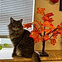 cat, fluffy, gray_cat, windowsill, window_blinds, artificial_tree, orange_leaves, autumn, indoor, pet, feline, long_tail, curious, sitting, closeup, domestic_animal, home, decor, natural_light, portrait