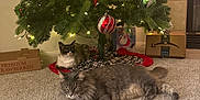 Bowie is registered to the contest to win money with this photo: cat, christmas_tree, carpet, ornament, gift_box, indoor, holiday, decorations, feline, pet, tree_skirt, living_room, relaxing, festive, lights, box, floor, cozy, home, two_cats
