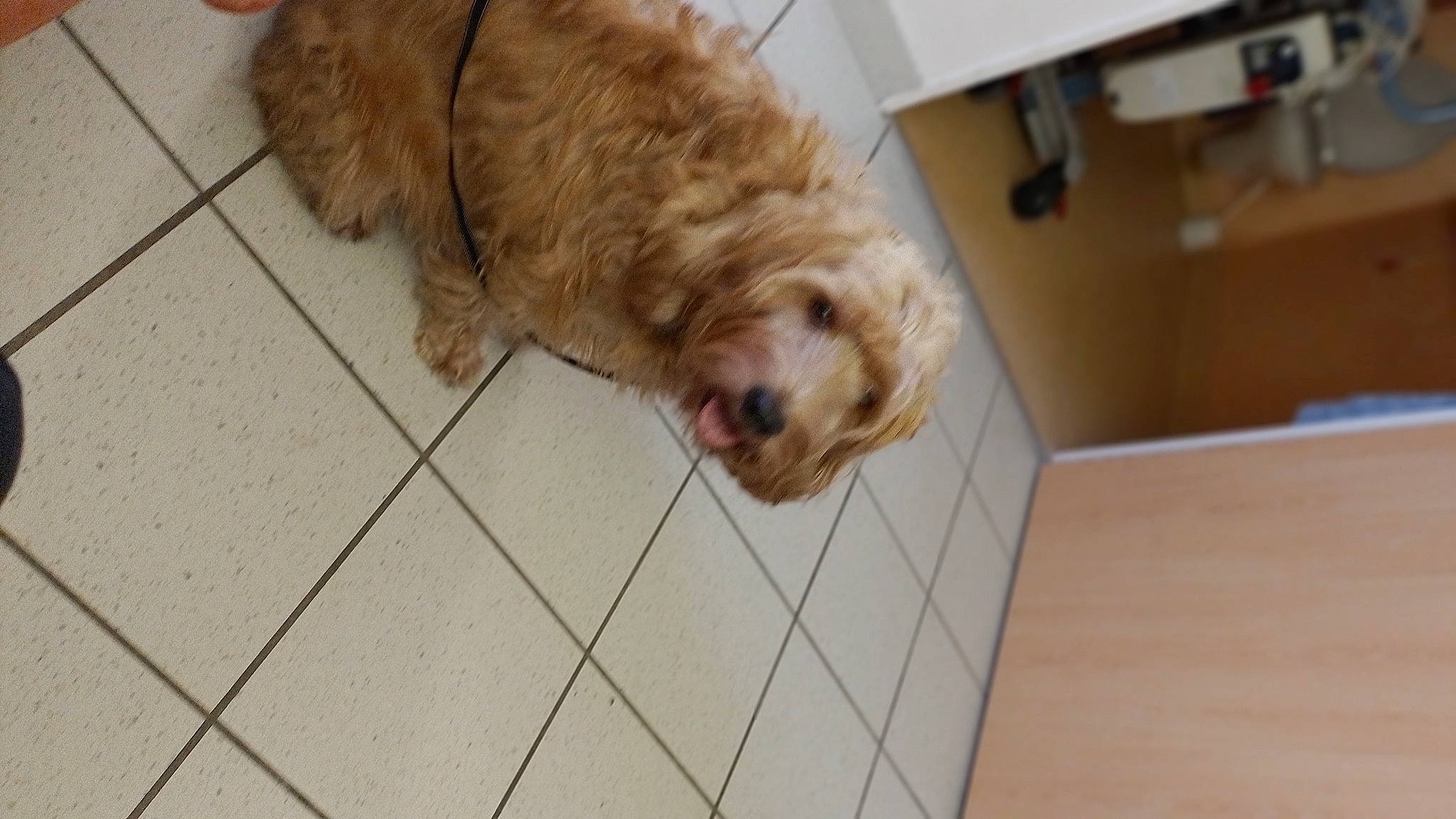 Kitty participe au concours pour gagner de l'argent avec cette photo : canidae, carnivore, companion_dog, dog, dog_breed, fawn, floor, flooring, fur, hardwood, labradoodle, liver, small_terrier, snout, sporting_group, terrier, tile_flooring, toy_dog, wood, working_animal