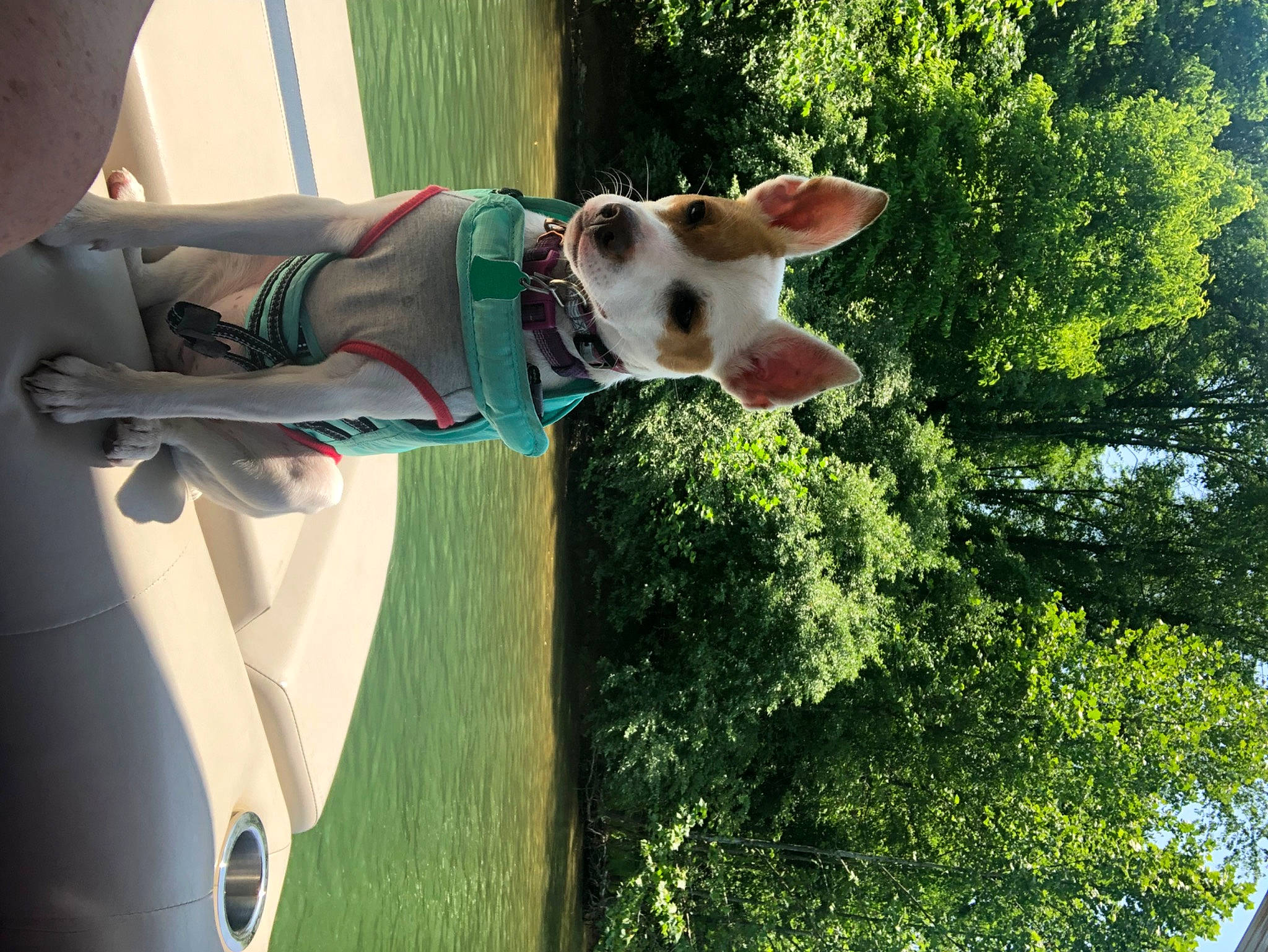 Sissy is registered to the contest to win money with this photo: canidae, car, carnivore, collar, companion_dog, dog, dog_breed, dog_collar, dog_supply, door, fawn, fun, grass, leisure, plant, sporting_group, tail, tree, vehicle_door, working_animal