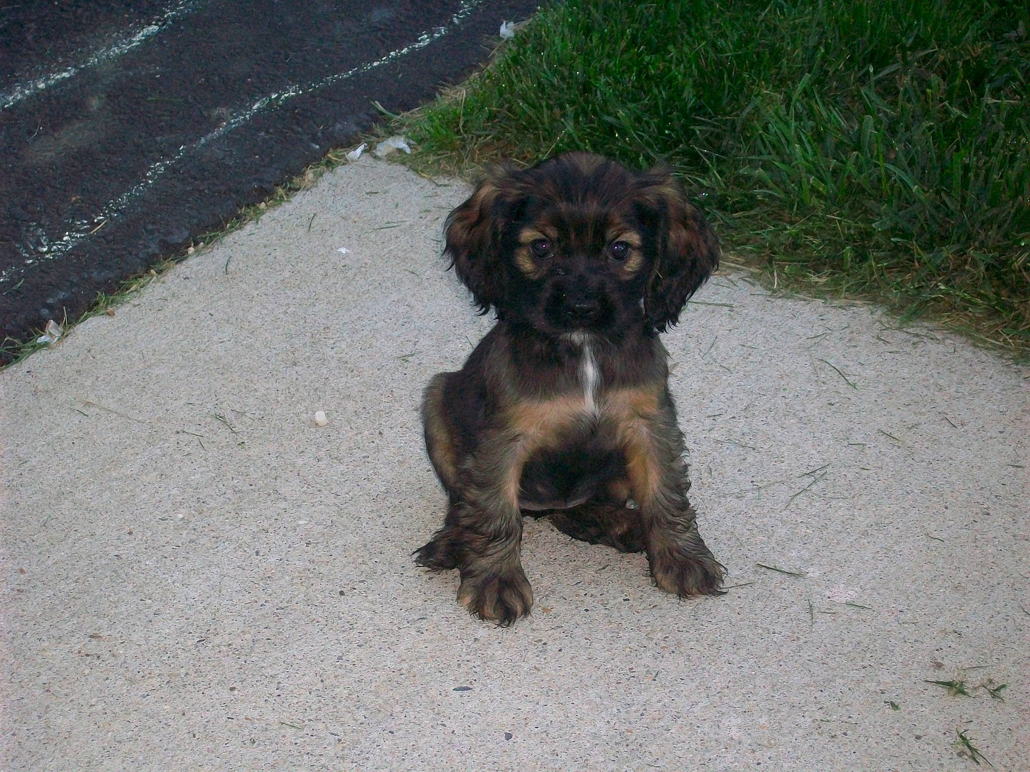 Rango is registered to the contest to win money with this photo: asphalt, canidae, carnivore, companion_dog, dog, dog_breed, fur, hunting_dog, liver, plant, road_surface, snout, soil, spaniel, sporting_group, tail, terrestrial_animal, terrier, water_dog, working_animal