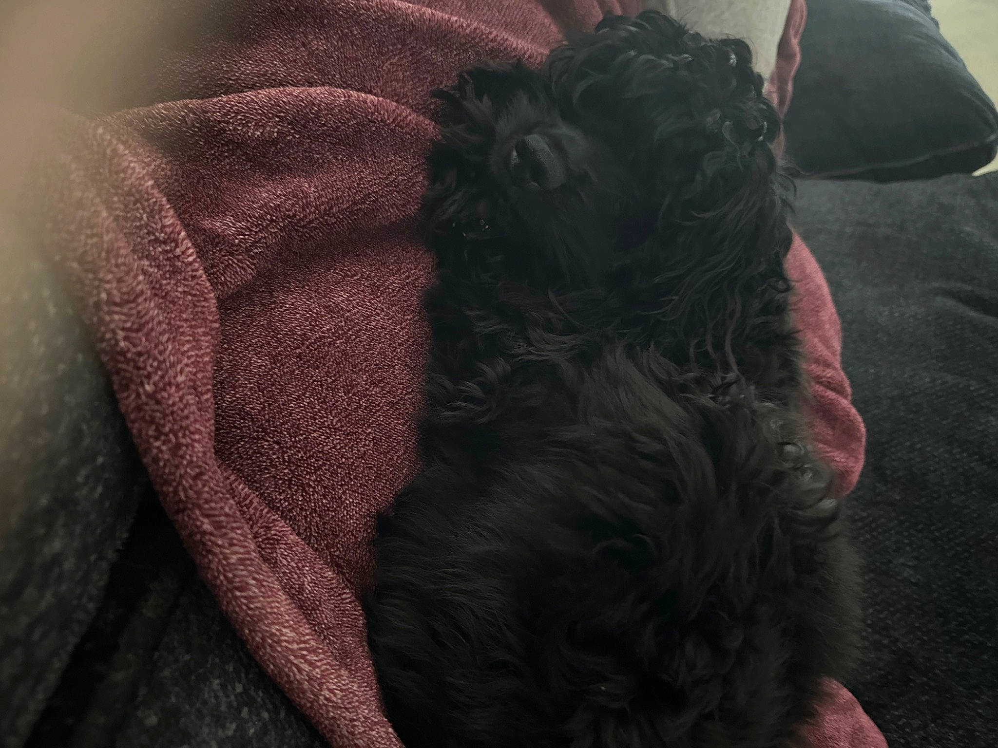 Comet joined the competition — help win amazing prizes! carmine, carnivore, comfort, companion_dog, dog, dog_breed, fashion_accessory, fawn, felidae, fur, grey, human_leg, linens, liver, magenta, pink, sleeve, snout, tail, tints_and_shades