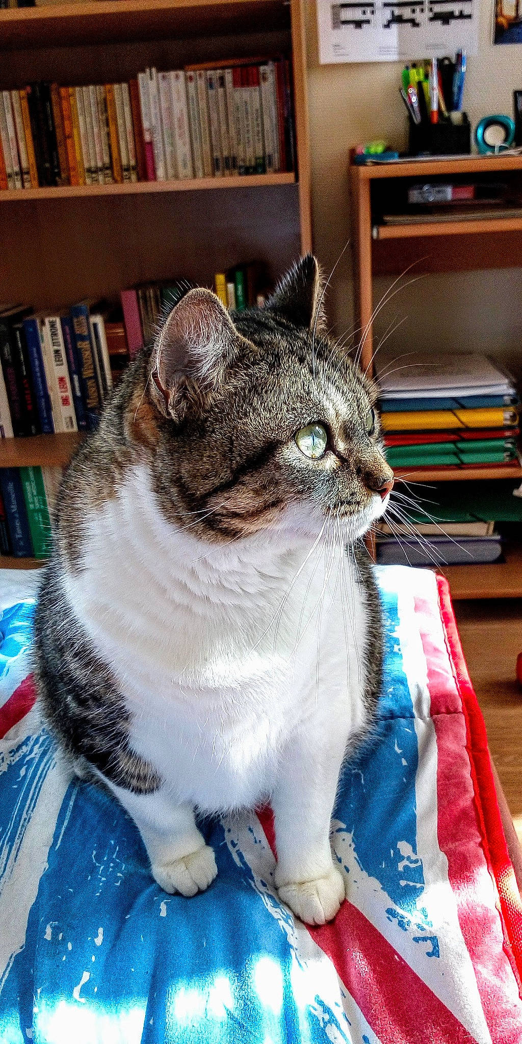 Pitchounette participe au concours pour gagner de l'argent avec cette photo : book, bookcase, carnivore, cat, cat_supply, collar, comfort, domestic_short_haired_cat, felidae, fur, paw, pet_supply, publication, shelf, shelving, small_to_medium_sized_cats, snout, tail, whiskers, window