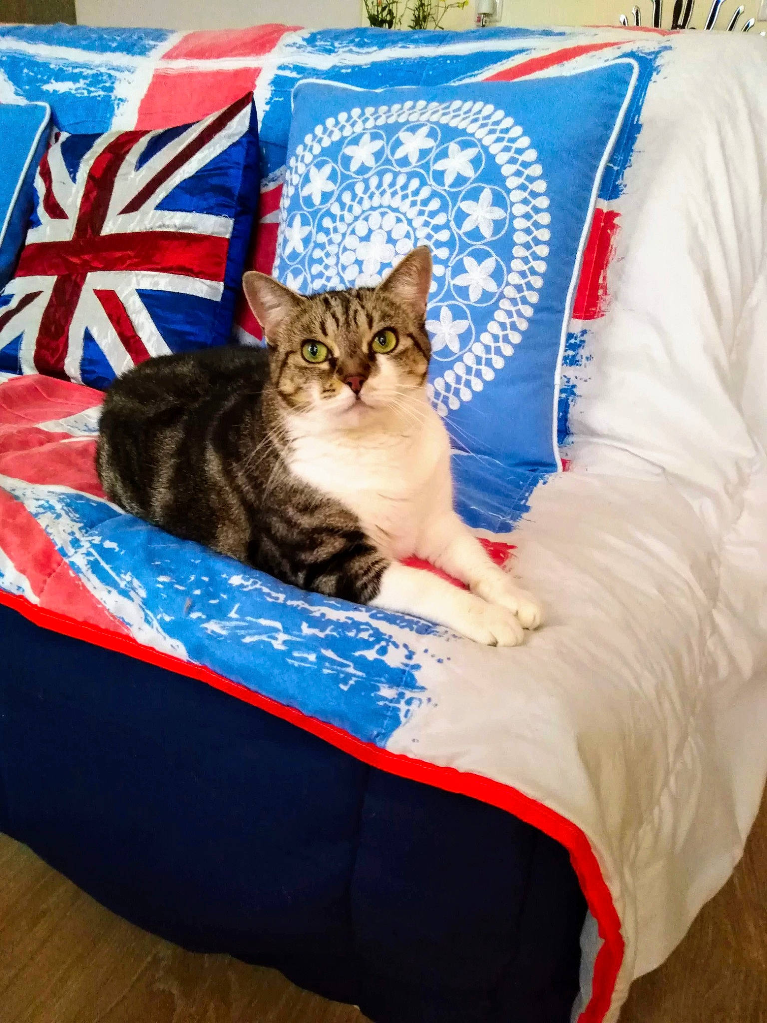 Pitchounette a rejoint le concours — aidez-le/la à gagner de superbes lots ! box, carnivore, cat, cat_supply, comfort, couch, cushion, domestic_short_haired_cat, electric_blue, felidae, fur, leisure, linens, pet_supply, pillow, plant, sitting, small_to_medium_sized_cats, throw_pillow, whiskers