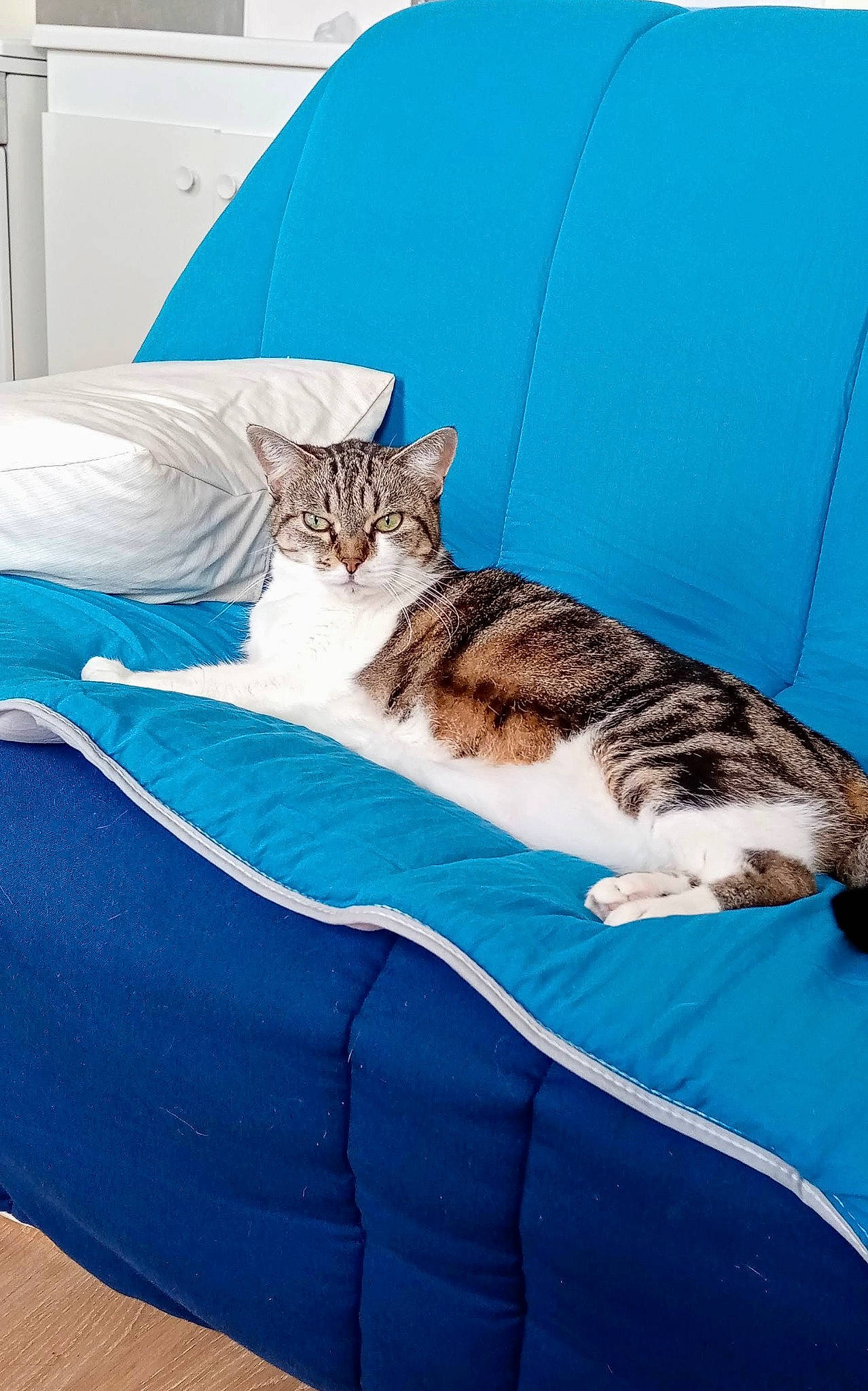 Pitchounette a rejoint le concours — aidez-le/la à gagner de superbes lots ! bed, bed_sheet, bedding, blue, carnivore, cat, comfort, domestic_short_haired_cat, electric_blue, felidae, fur, linens, mammal, sitting, small_to_medium_sized_cats, tail, textile, vertebrate, whiskers, window