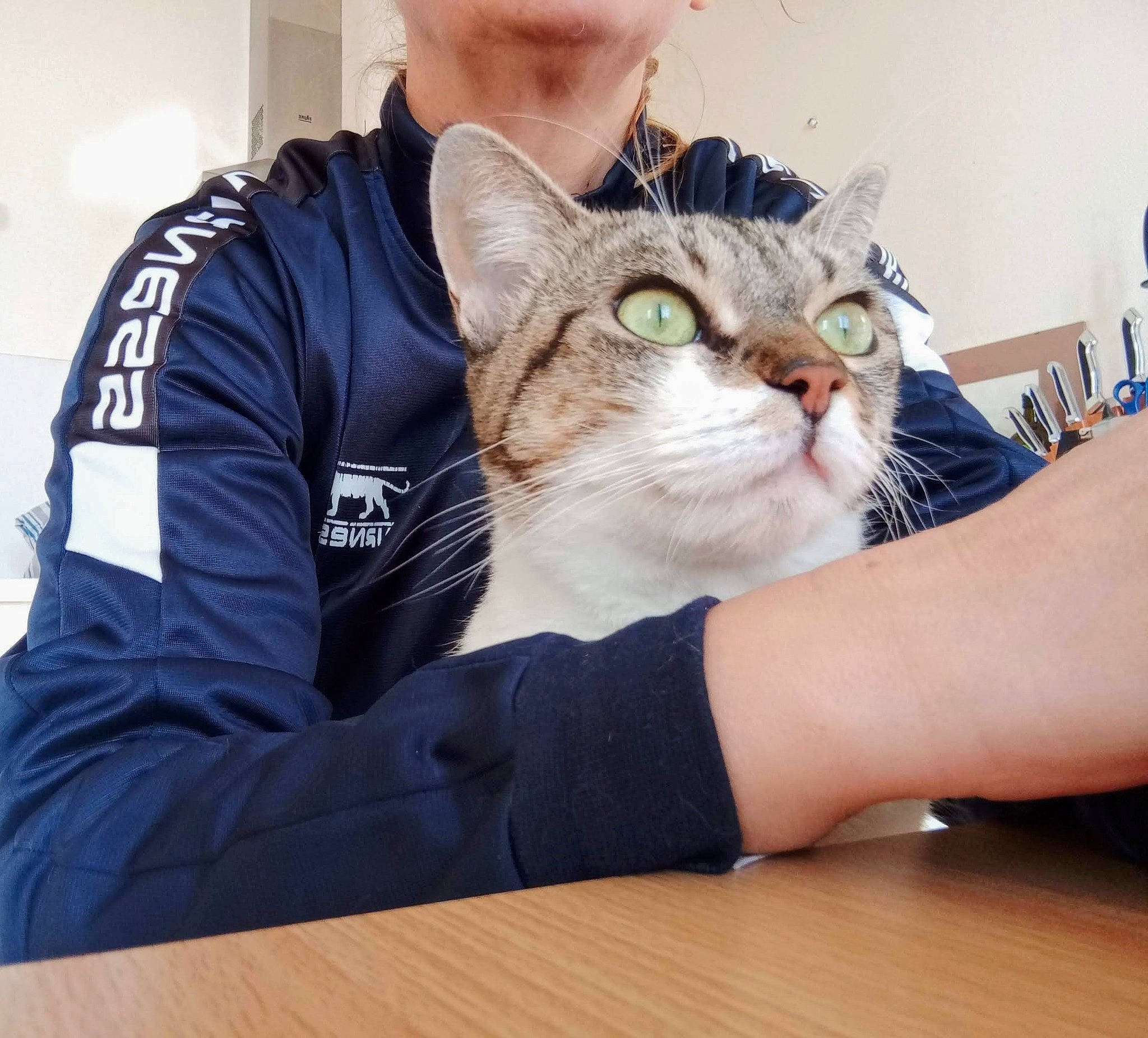 Pitchounette a rejoint le concours — aidez-le/la à gagner de superbes lots ! carnivore, cat, comfort, domestic_short_haired_cat, fashion_accessory, felidae, finger, fur, gesture, hand, happy, hardwood, sleeve, small_to_medium_sized_cats, t_shirt, table, varnish, whiskers, wood, wrist